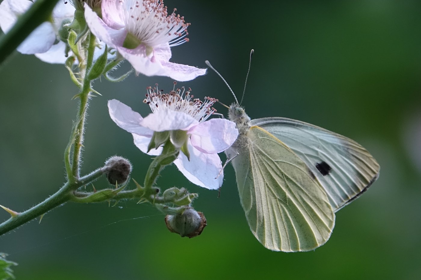 Papillon sur une fleur
