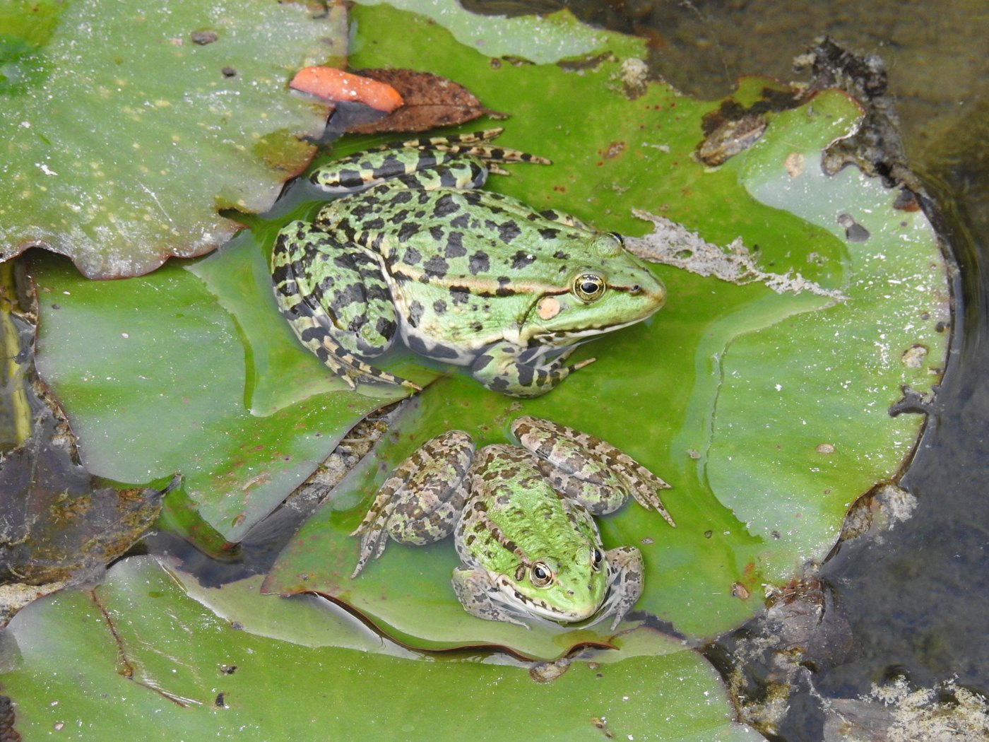Grenouille dans son milieu naturel